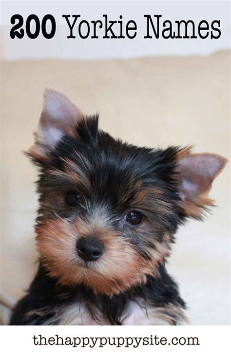 fletcher dior yorkshire names|Yorkie Names .